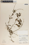 Peperomia glabella image