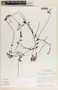 Peperomia glabella image