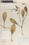 Peperomia glabella image