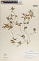Peperomia glabella image