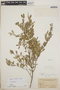 Eugenia liebmannii image