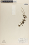 Peperomia glabella image