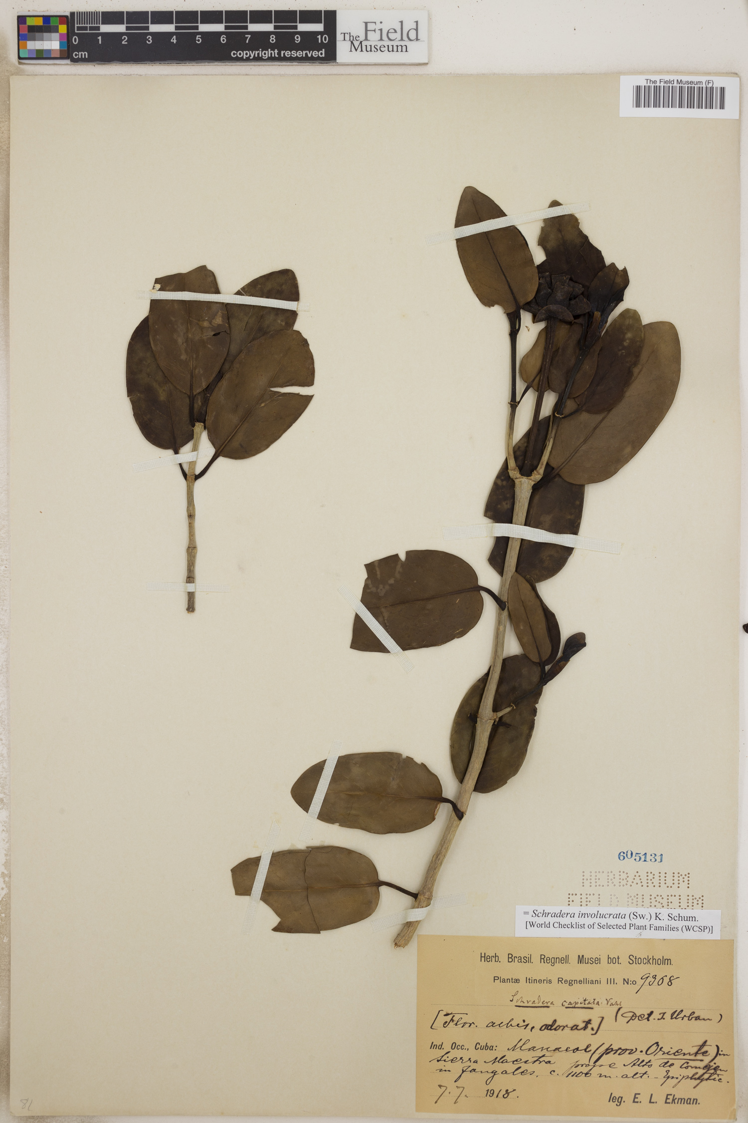 Schradera involucrata image