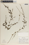 Peperomia glabella image