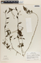 Peperomia glabella image