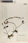 Peperomia glabella image