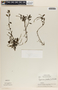 Peperomia glabella image