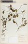 Peperomia glabella image