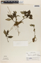 Peperomia glabella image