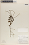 Peperomia glabella image