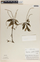 Peperomia glabella image