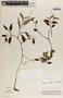 Peperomia glabella image