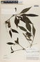 Peperomia glabella image