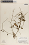 Peperomia glabella image