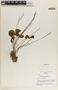 Peperomia gracillima image