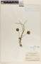 Peperomia gracillima image
