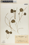 Peperomia gracillima image