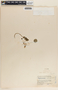 Peperomia gracillima image