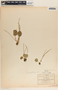 Peperomia gracillima image