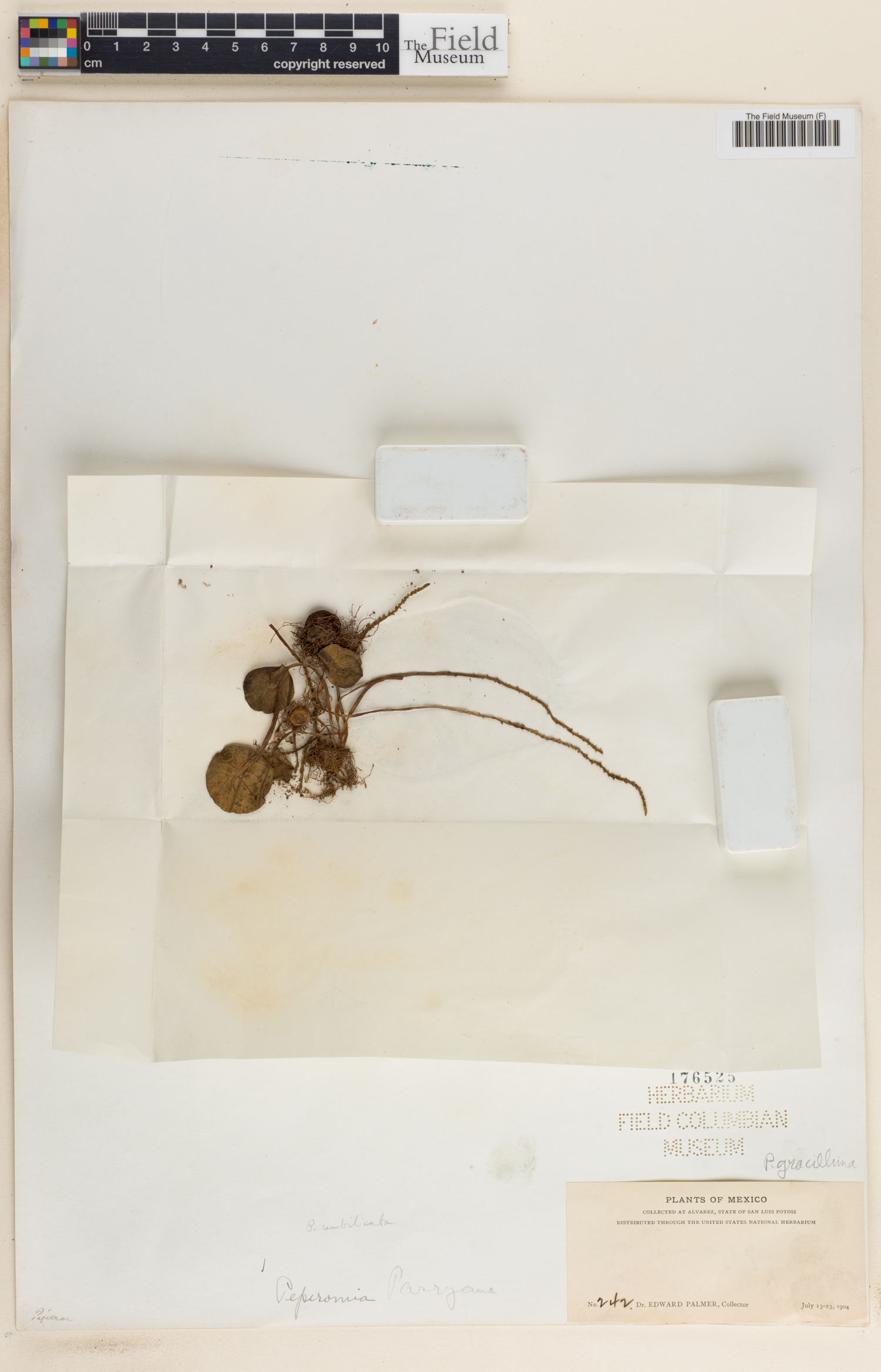 Peperomia gracillima image
