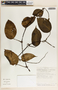 Peperomia hernandiifolia image