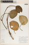 Peperomia hernandiifolia image