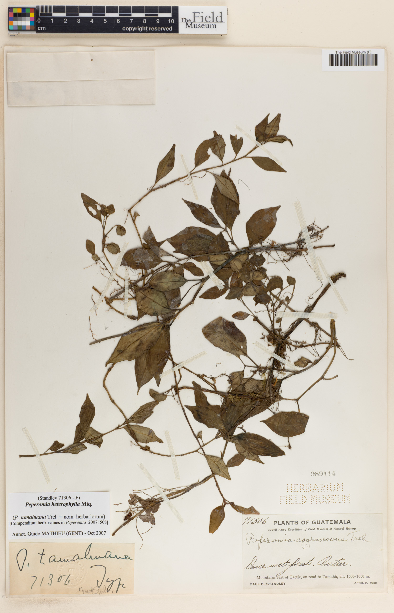 Peperomia heterophylla image