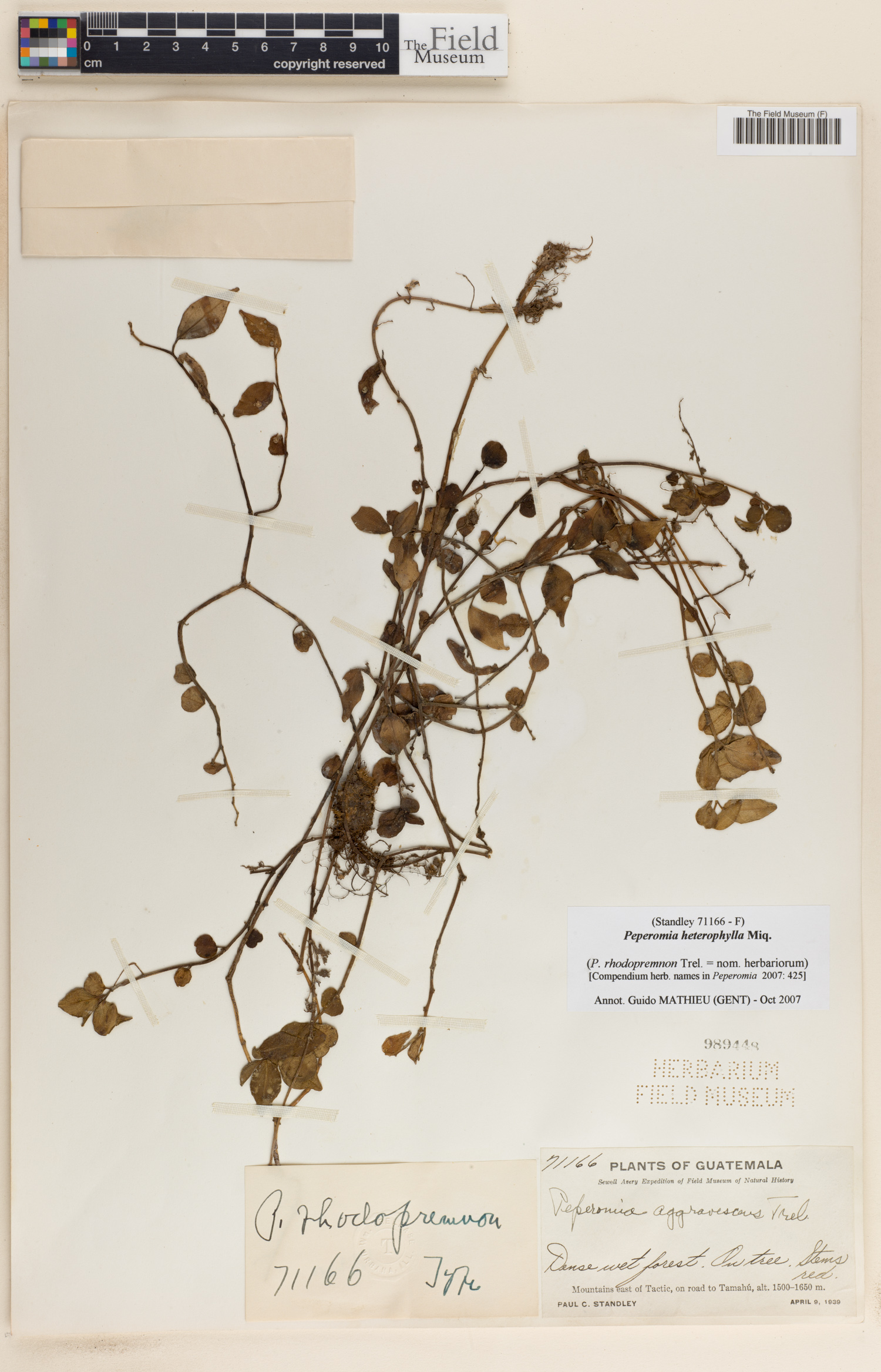 Peperomia heterophylla image