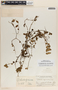 Peperomia heterophylla image