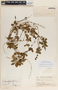 Peperomia heterophylla image
