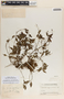 Peperomia heterophylla image