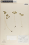 Peperomia hintonii image