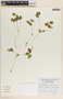 Peperomia hintonii image