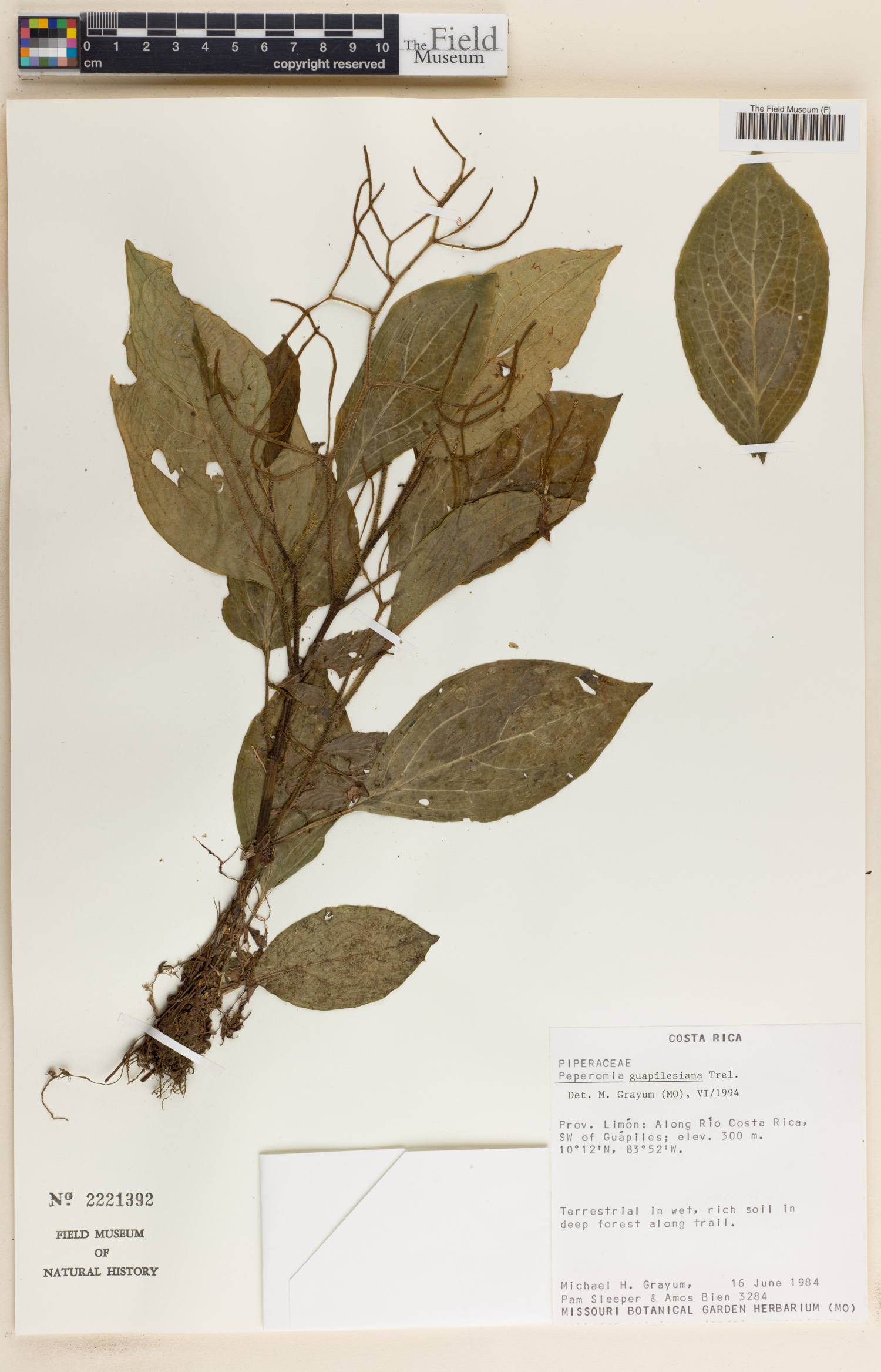 Peperomia guapilesiana image