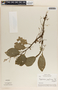 Peperomia guapilesiana image