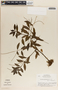 Peperomia guatemalensis image