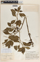 Peperomia guatemalensis image