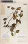 Peperomia guatemalensis image
