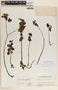 Peperomia guatemalensis image