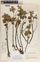 Peperomia guatemalensis image