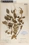 Peperomia guatemalensis image
