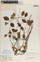 Peperomia guatemalensis image