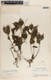 Peperomia guatemalensis image