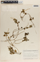 Peperomia heterophylla image