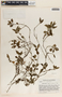 Peperomia heterophylla image