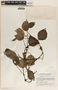Peperomia hernandiifolia image