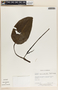 Peperomia hernandiifolia image