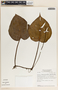Peperomia hernandiifolia image