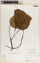 Peperomia hernandiifolia image