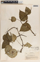 Peperomia hernandiifolia image